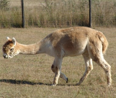 Alpaca For Sale - RF Lady Carmela at Alpacas of Royalwood Farm